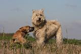 BOUVIER DES ARDENNES 200